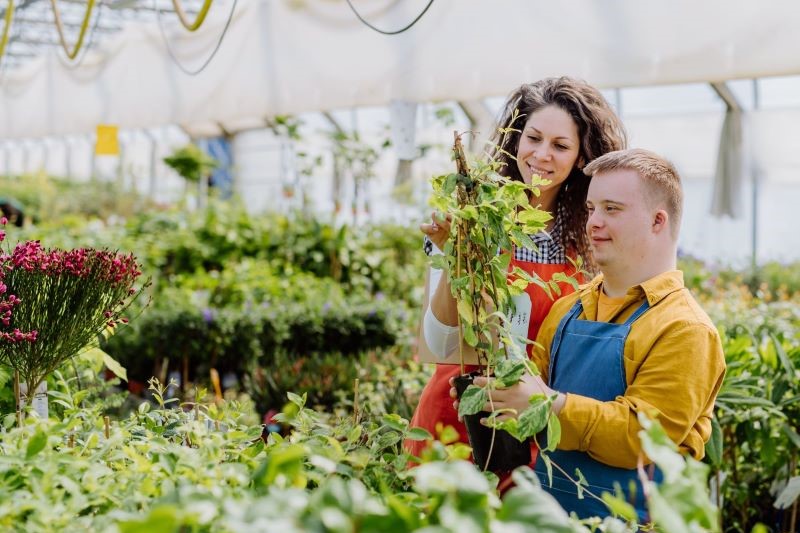 disability employment sunshine coast 800x533